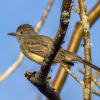 Panama Flycatcher